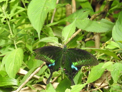 Papilio paris