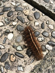 Creatonotos transiens