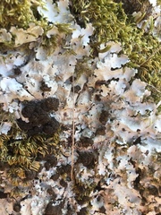 Ricasolia amplissima