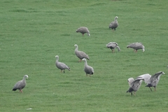 Cereopsis novaehollandiae