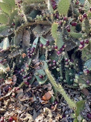 Opuntia engelmannii