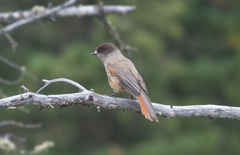 Perisoreus infaustus