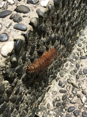 Creatonotos transiens