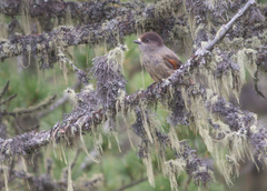 Perisoreus infaustus