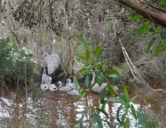 Cereopsis novaehollandiae