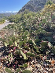 Opuntia engelmannii