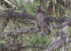 Perisoreus infaustus