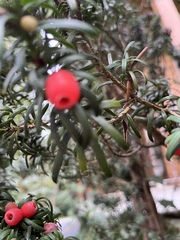 Taxus