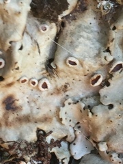 Ricasolia amplissima