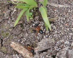 Camponotus consobrinus