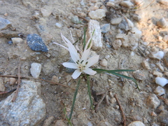 Colchicum atticum