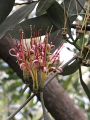 Amyema quandang