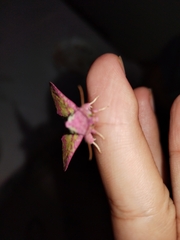 Psectrotarsia