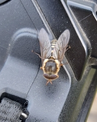 Tabanidae
