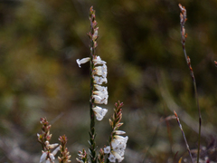 Epacris
