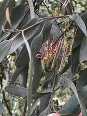 Amyema quandang