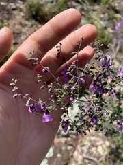 Prostanthera rotundifolia