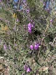 Prostanthera rotundifolia