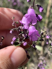 Prostanthera rotundifolia