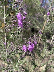 Prostanthera rotundifolia