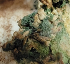 Trichoderma viride