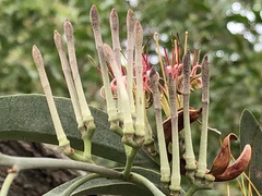 Amyema quandang