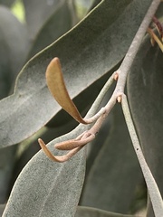 Amyema quandang