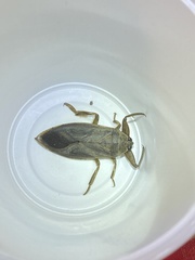 Lethocerus americanus