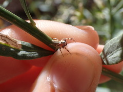 Metaphidippus chera