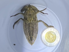 Lethocerus americanus