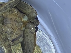 Lethocerus americanus