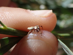 Metaphidippus chera