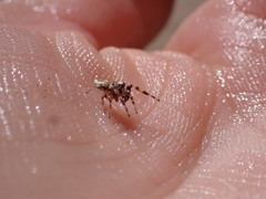 Metaphidippus chera