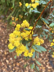 Acacia buxifolia