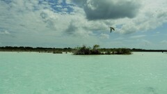 Tachycineta albilinea