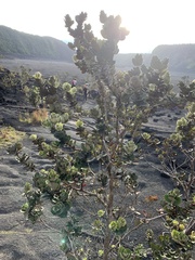 Metrosideros polymorpha