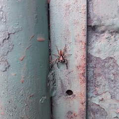 Menemerus bivittatus