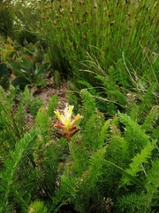 Lachenalia orchioides
