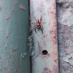 Menemerus bivittatus