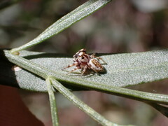 Metaphidippus chera