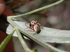 Metaphidippus chera