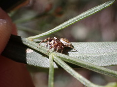 Metaphidippus chera