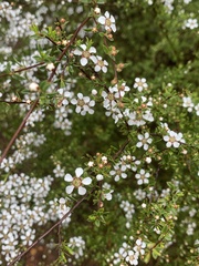 Leptospermum divaricatum