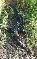 Varanus gouldii