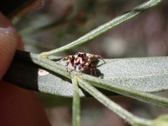 Metaphidippus chera