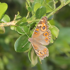 Junonia villida
