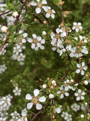 Leptospermum divaricatum