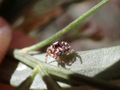 Metaphidippus chera