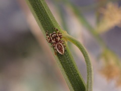 Metaphidippus chera