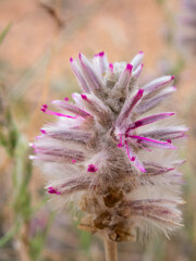 Ptilotus